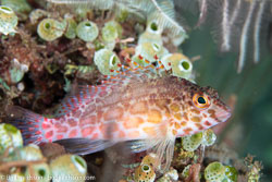 BD-130401-Tulamben-8671-Cirrhitichthys-oxycephalus-(Bleeker.-1855)-[Coral-Hawkfish].jpg